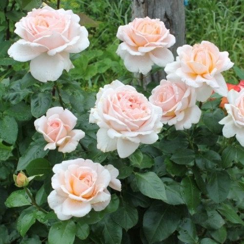 Bladoróżowy - Róże pienne - z kwiatami hybrydowo herbacianymi - korona równomiernie ukształtowana